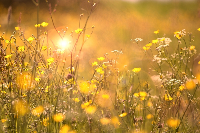 Fina blommor.